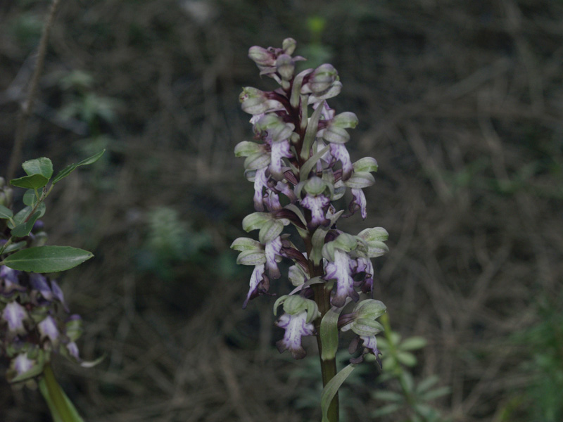 Barlia robertiana